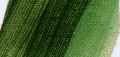 Schmincke Norma Ölfarbe 120ml 518 PG 1 - Grüne Erde